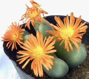 ΂̌NiAJVmL~jRmtBc@A@9cm|bg