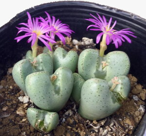 ʁiC\EMNjRmtBc@A@9cm|bg