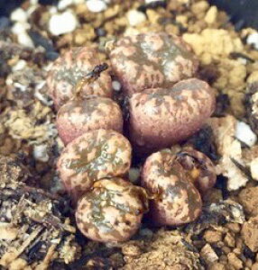 yV_EeJ[ RmtBc@A@9cm|bg