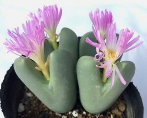 SiIgSRjRmtBc@A@9cm|bg