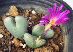 ŁiVEj RmtBc@A@9cm|bg