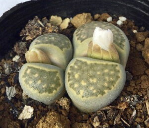 bʁipMNjg[vX@A@9cm|bg