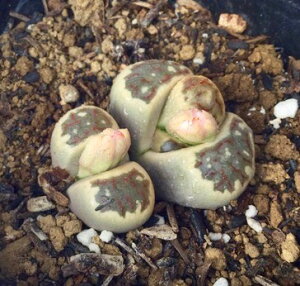 ʁiCREMNjg[vX@A@9cm|bg