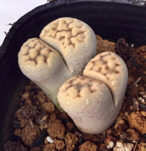 ߋʁiRnNMNj@g[vX@A@9cm|bg