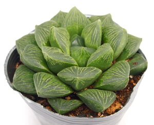 J^aiJCEfjyfbNXznI`A@A@10.5cm|bgϗtA G  CeA 炵 nIVA haworthia T{e A