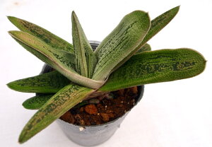 g[eByfbNXzKXeA@A@10.5cm|bgϗtA G  CeA 炵 A  x eE |bg