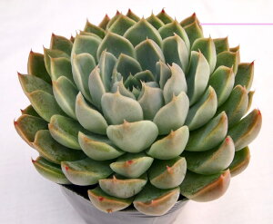 qAixEByfbNXzGPxA@A@10.5cm|bgϗtA G  CeA 炵  A ĕ T{e 