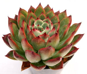 t@C[s[yfbNXzGPxA@A@10.5cm|bgϗtA G  CeA 炵  A ĕ T{e 