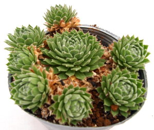 |PbgEC[gyfbNXz ZyrE@A@10.5cm|bgϗtA G  CeA 炵 nA A q  gt