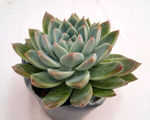 TuyfbNXz GPxA A 10.5cm|bgϗtA G  CeA 炵  A ĕ T{e 