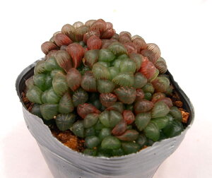 Iuc[TiAtJ[ijyfbNXzyWGvcznI`A@A@10.5cm|bg(1~3)ϗtA G  CeA 炵 nIVA haworthia T{e A