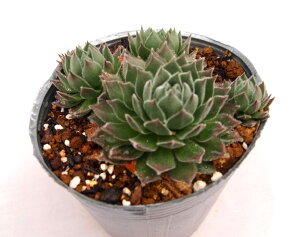 oj[K[yfbNXzZyrE@A@10.5cm|bgϗtA G  CeA 炵nA A q  gt