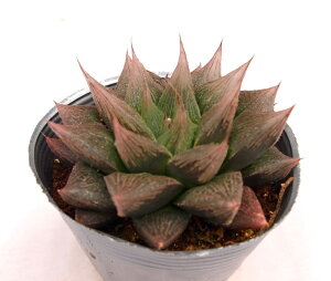 OiTL{^jyfbNXz@nI`A@A@10.5cm|bgϗtA G  CeA 炵 nIVA haworthia T{e A