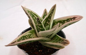 O[ACXyfbNXzKXgAG@A@10.5cm|bg