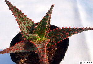 oCp[ AG@A@9cm|bgϗtA G  CeA 炵 ĕ A  g PA