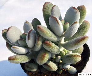 ӂ疺itbNXjR`h@A@9cm|bgϗtA G  CeA 炵 A t  gt 