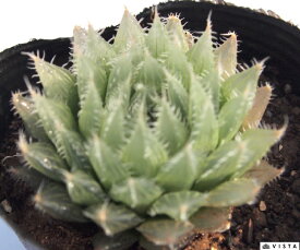 翠嵐（スイラン）ハオルチア属　多肉植物　9cmポット 観葉植物 雑貨 おすすめ インテリア 暮らし ハオルシア haworthia サボテン 植物
