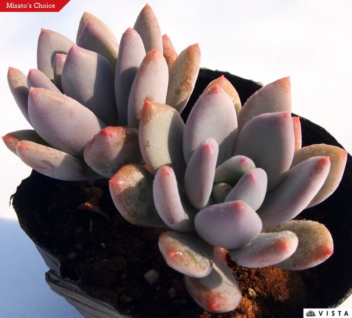 楽天市場】パープル美人（パープルビジン）パキフィツム属 多肉植物 