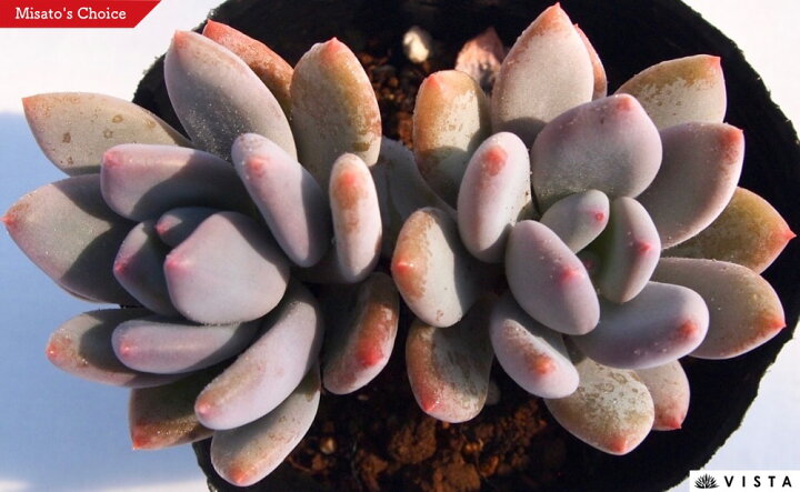 楽天市場】パープル美人（パープルビジン）パキフィツム属 多肉植物 