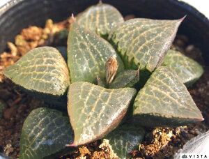 tRvgic}hn~NRvgj nI`A@A@ 9cm|bg ϗtA G  CeA 炵 nIVA haworthia T{e A