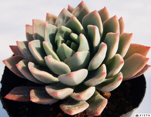 EnCubh@GPxA@A@9cm|bgϗtA G  CeA 炵  A ĕ T{e 