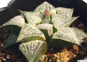 i_CMWEj nI`A@A@ 9cm|bg ϗtA G  CeA 炵 nIVA haworthia T{e A