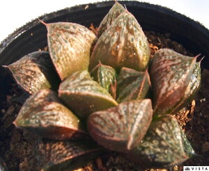 zCgEt@nI`AyWGvcz@A@9cm|bgϗtA G  CeA 炵 nIVA haworthia T{e A