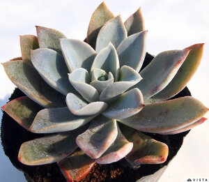 ジャンパー エケベリア属 多肉植物 9cmポット観葉植物 雑貨 おすすめ インテリア 暮らし 室内 植物 育て方 サボテン 多肉