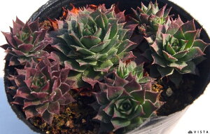 VxE@ZyrE@A@9cm|bgϗtA G  CeA 炵nA A q  gt