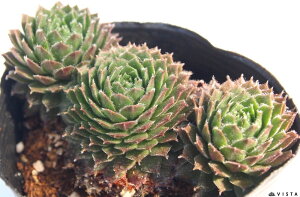 Q[@ZyrE@A@9cm|bgϗtA G  CeA 炵nA A q  gt