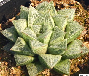 אiTTLj@nI`AyWGvcz@A@9cm|bgϗtA G  CeA 炵 nIVA haworthia T{e A