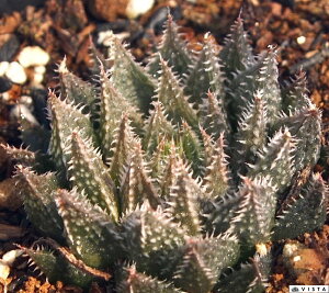 L nI`AyWGvcz@A@9cm|bgϗtA G  CeA 炵 nIVA haworthia T{e A