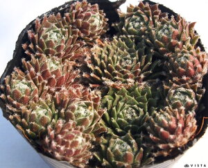 TWFfBX@ZyrE@A@9cm|bgϗtA G  CeA 炵nA A q  gt