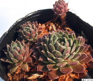 jtFgX@ZyrE@A@9cm|bgϗtA G  CeA 炵nA A q  gt