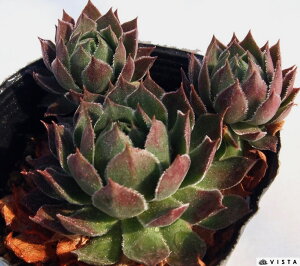 A[@ZyrE@A@9cm|bgϗtA G  CeA 炵nA A q  gt