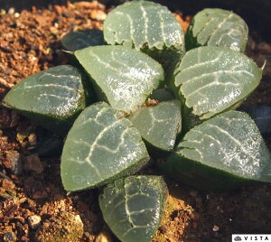 eicLJQj nI`AyWGvcz@A@9cm|bgϗtA G  CeA 炵 nIVA haworthia T{e A