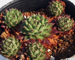 J[@ZyrE@A@9cm|bgϗtA G  CeA 炵nA A q  gt