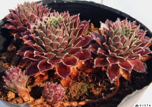 N]LO@ZyrE@A@9cm|bgϗtA G  CeA 炵nA A q  gt