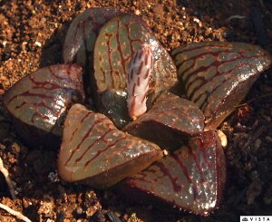 giREEj nI`AyWGvcz@A@9cm|bgϗtA G  CeA 炵 nIVA haworthia T{e A