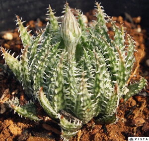 woZA nI`AyWGvcz@A@9cm|bgϗtA G  CeA 炵 nIVA haworthia T{e A