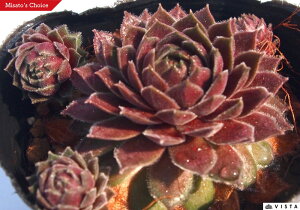 fBN^[WFCRuY@ZyrE@A@9cm|bgϗtA G  CeA 炵nA A q  gt