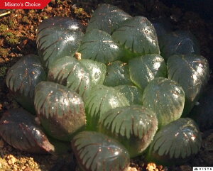 ^tIuc[T@iIIK^NtgoIuc[Tj@nI`AyWGvcz@A@9cm|bgϗtA G  CeA 炵 nIVA haworthia T{e