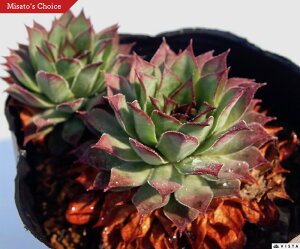 TeBm@ZyrE@A@9cm|bgϗtA G  CeA 炵nA A q  gt