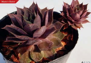 p[vr[eB[@ZyrE@A@9cm|bgϗtA G  CeA 炵nA A q  gt