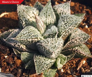 v`i nI`AyWGvcz@A@9cm|bgϗtA G  CeA 炵 nIVA haworthia T{e A