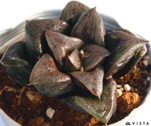 ubNfBnCubh yfbNXznI`A@A@10.5cm|bgϗtA G  CeA 炵 nIVA haworthia T{e A