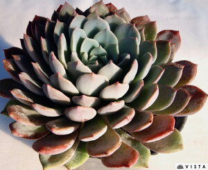 tBlyfbNXzGPxA@A@10.5cm|bgϗtA G  CeA 炵  A ĕ T{e 