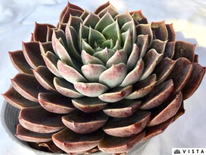 T^}AyfbNXzGPxA@A@10.5cm|bgϗtA G  CeA 炵  A ĕ T{e 