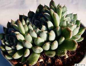 W~yfbNXzGPxA@A@10.5cm|bgϗtA G  CeA 炵  A ĕ T{e 