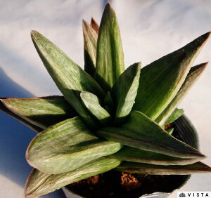 c݁i`_KX~jyfbNXzKXgAG@A@10.5cm|bg